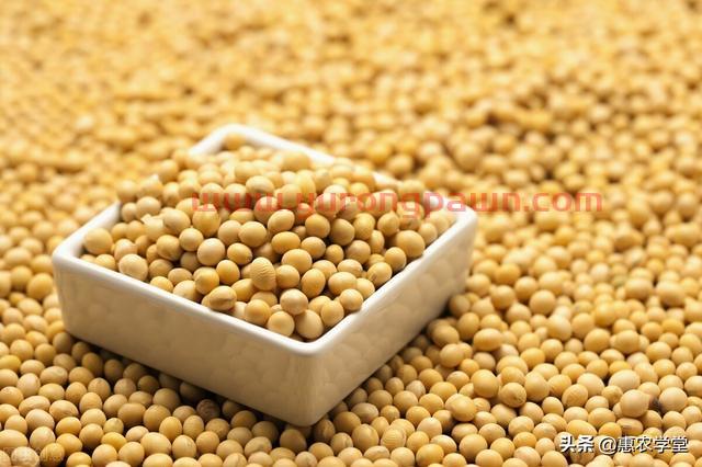 现在大豆价格多少钱一斤？为什么暴涨？2021年底大豆最新行情走势