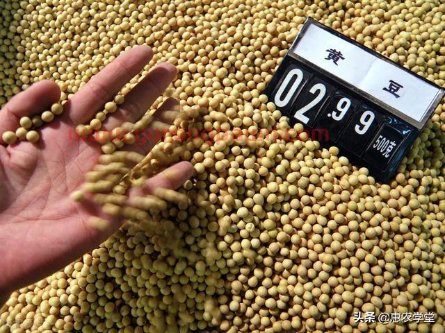 现在大豆价格多少钱一斤？为什么暴涨？2021年底大豆最新行情走势