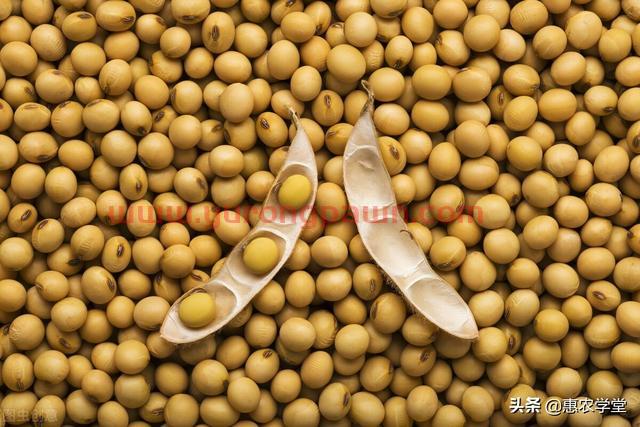 现在大豆价格多少钱一斤？为什么暴涨？2021年底大豆最新行情走势